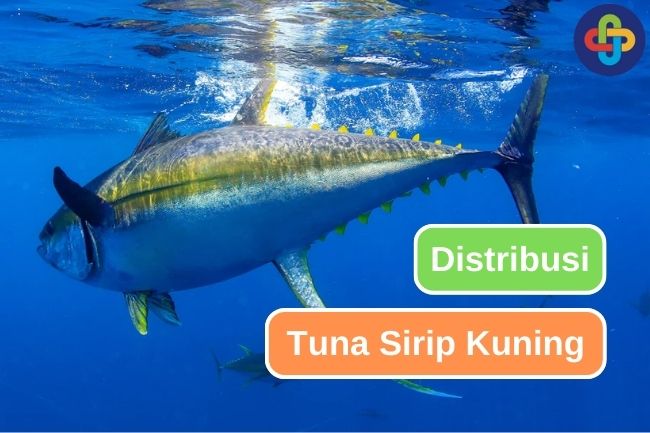 Menjelajahi Luasnya Distribusi Tuna Sirip Kuning